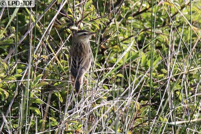 Phragmite des joncs