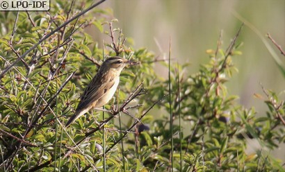 Phragmite des joncs