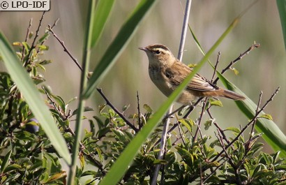 Phragmite des joncs