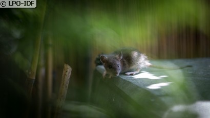 Souris domestique