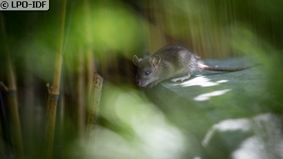 Souris domestique