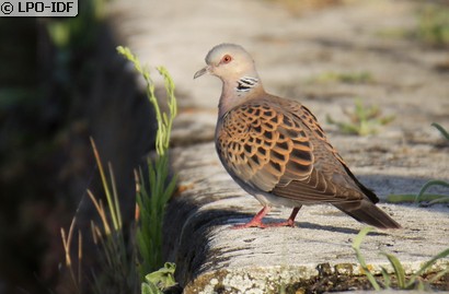 Tourterelle des bois
