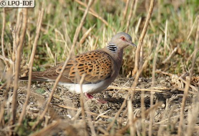 Tourterelle des bois