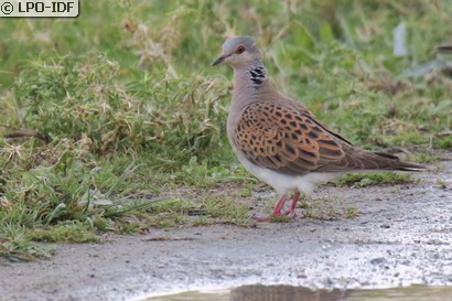 Tourterelle des bois
