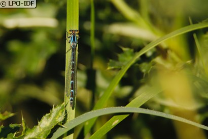 Agrion porte-coupe