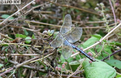 Anax empereur