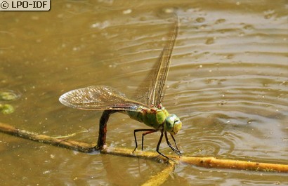 Anax empereur