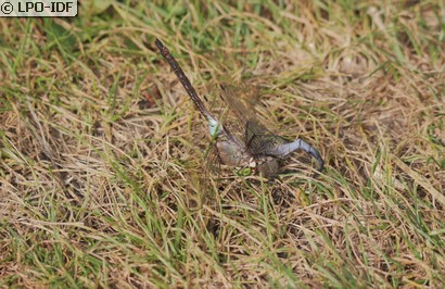 Anax napolitain