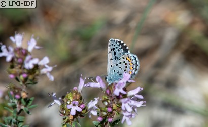 Azuré de la sarriette