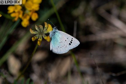 Azuré des cytises