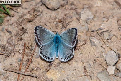 Bleu-nacré d'Espagne
