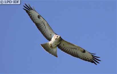 Buse variable