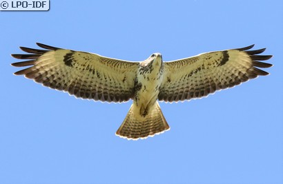 Buse variable