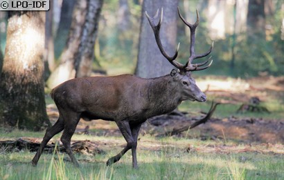 Cerf élaphe