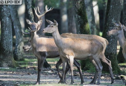 Cerf élaphe