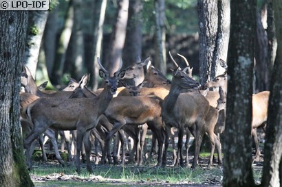 Cerf élaphe