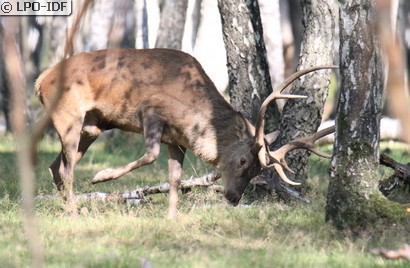 Cerf élaphe