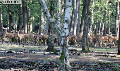Cerf élaphe
