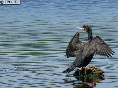 Grand Cormoran