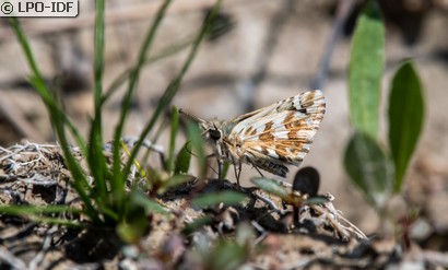 Hespérie de la malope