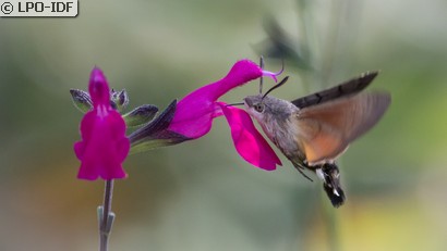 Moro sphinx