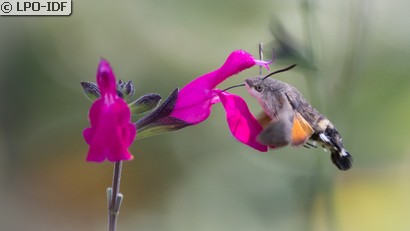 Moro sphinx
