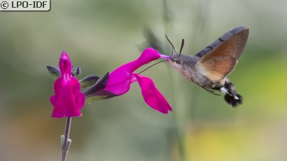 Moro sphinx