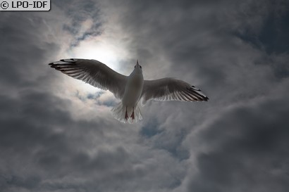Mouette rieuse