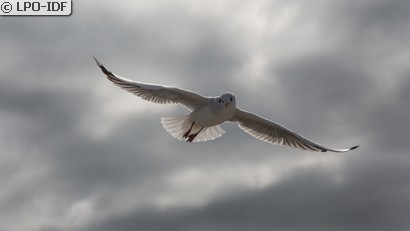 Mouette rieuse
