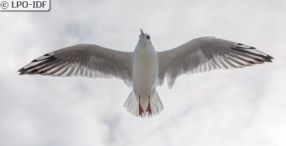 Mouette rieuse