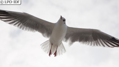 Mouette rieuse