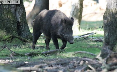 Sanglier
