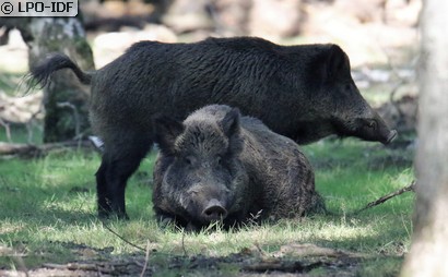Sanglier