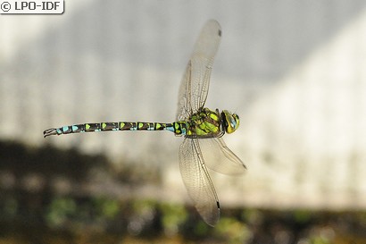 Aeschne bleue