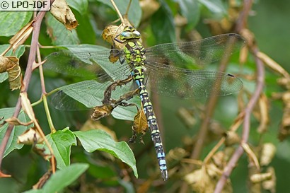 Aeschne bleue