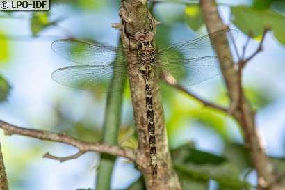 Aeschne paisible
