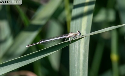Agrion blanchâtre