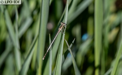 Agrion blanchâtre