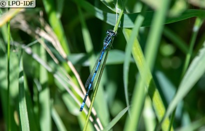 Agrion joli