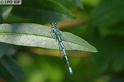Agrion jouvencelle