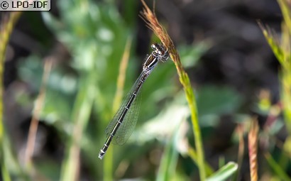 Agrion mignon