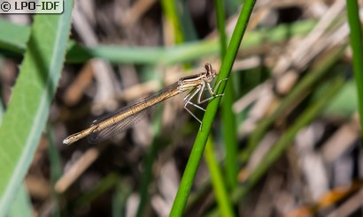 Agrion orangé