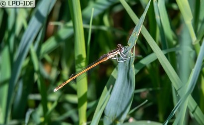 Agrion orangé