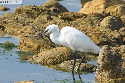 Aigrette garzette