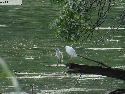 Aigrette garzette