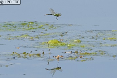 Anax empereur