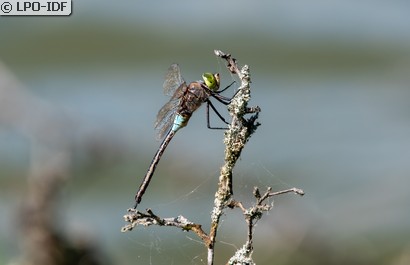 Anax napolitain