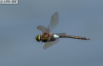Anax napolitain