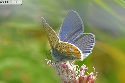 Argus bleu