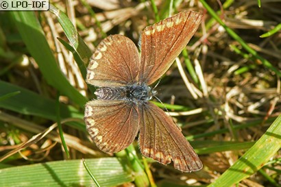 Argus bleu